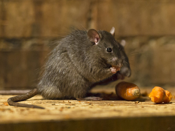 Identifying the Damage: Rats vs. Mice