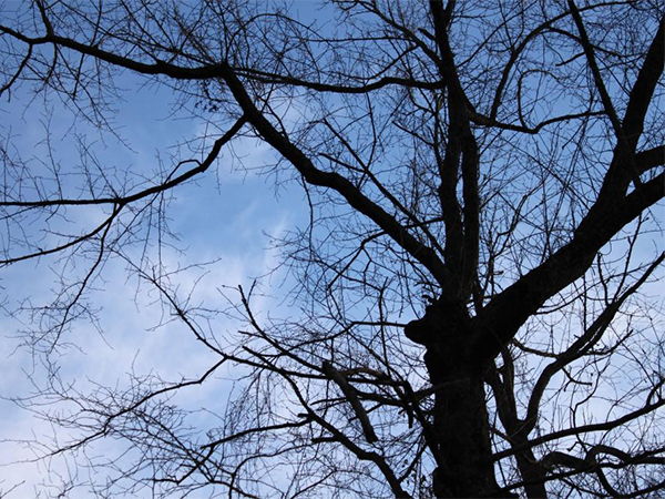 Signs a Tree Needs To Be Removed: How To Protect Your Property and Keep Your Landscape Safe
