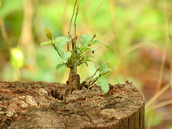 The Easiest Way to Keep a Removed Tree from Regrowing