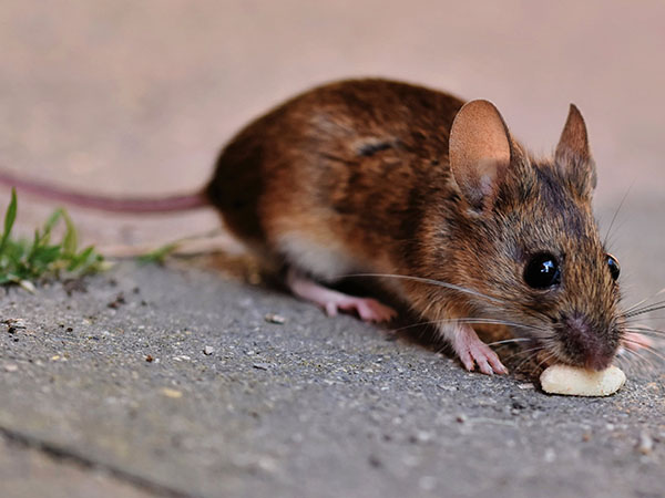 Strategies to Find Where Rodents are Entering Your Home