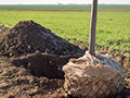 What to Look for in a Healthy Root Ball