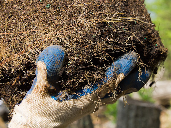 How to Identify a Healthy Root Ball Before Planting