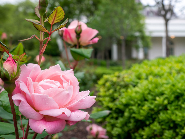 Plants You Should Never Grow Near Roses