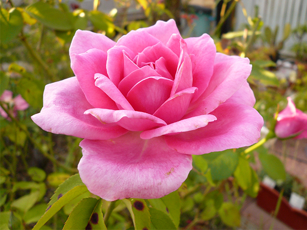 All the Rose Color Meanings You Need to Know