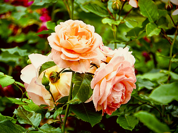 9 Rose Varieties Landscape Designers Love