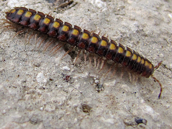 Year-Round Pest Control: Seasonal Strategies to Keep Your Home Pest-Free
