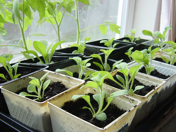 Why You Should Pre-Sprout Seeds Before Planting