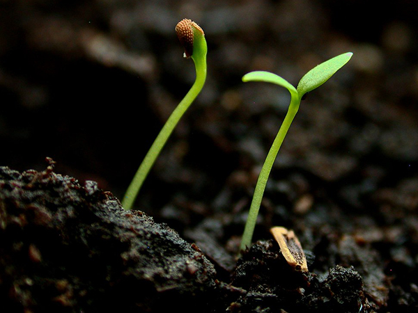 Seeds vs. Seedlings: Choosing the Best Start for a Thriving Garden