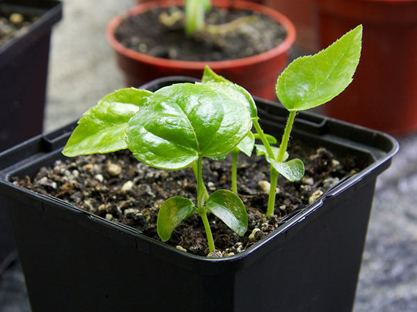 Best Seeds to Start Indoors for a Thriving Garden Season
