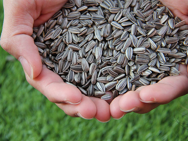 How to Tell If Your Seeds Are Still Good: A Complete Guide to Seed Viability
