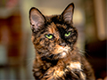 7 Reasons to Adopt a Senior Pet