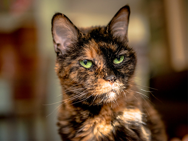 7 Reasons to Adopt a Senior Pet