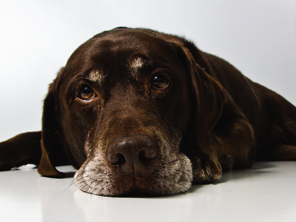 How to Help Your Dog Manage Separation Anxiety