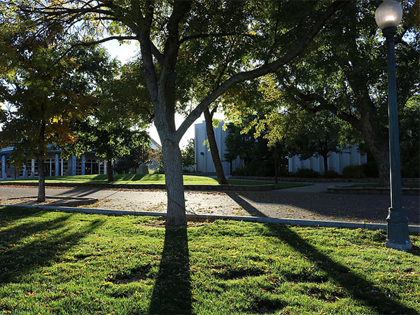 How Artificial Light at Night Affects Trees and the Environment