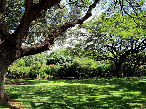 Exploring Grass Alternatives for Shady Areas: Green Solutions for Less Sun