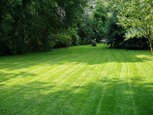 7 Proven Tips for Growing Grass in Shady Areas