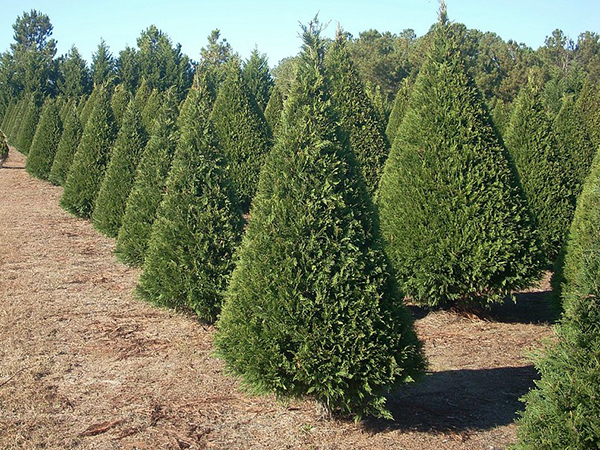 Shaping Trees for Beauty and Purpose: Techniques That Support Healthy Growth