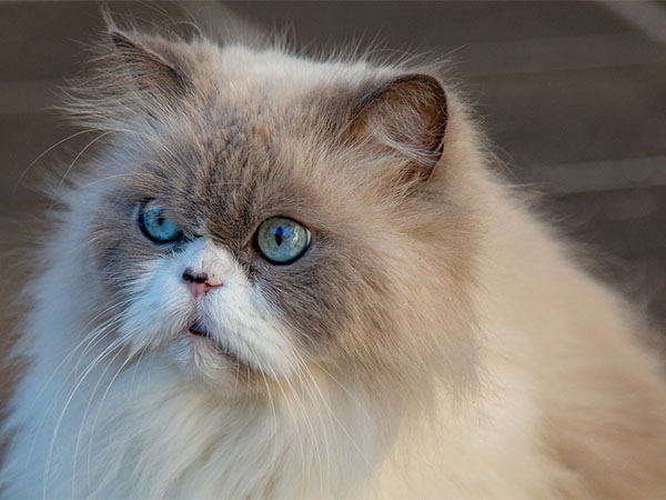 Is Your Cat Shedding Too Much? Signs, Causes, and When to See a Vet