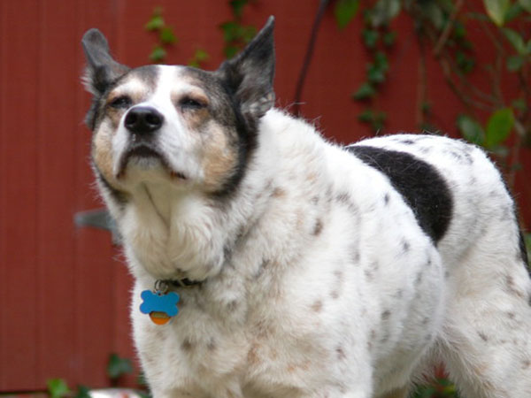 How to Manage Your Dog’s Shedding and Keep a Cleaner, Healthier Home