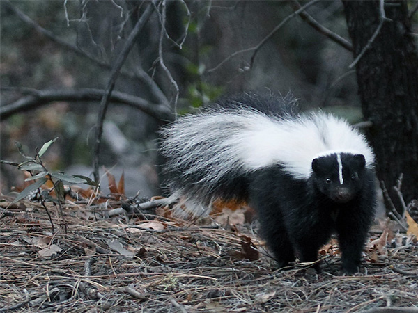 How to Safely Remove Skunk Odor From Your Pet