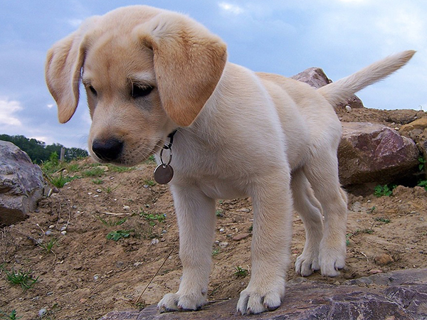 Essential Puppy Socialization Tips for Raising a Confident, Well‑Adjusted Dog