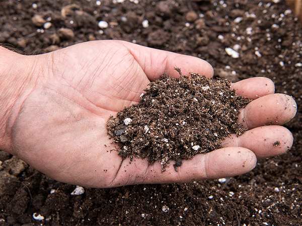5 Reasons Why Every Gardener Should Test Their Soil