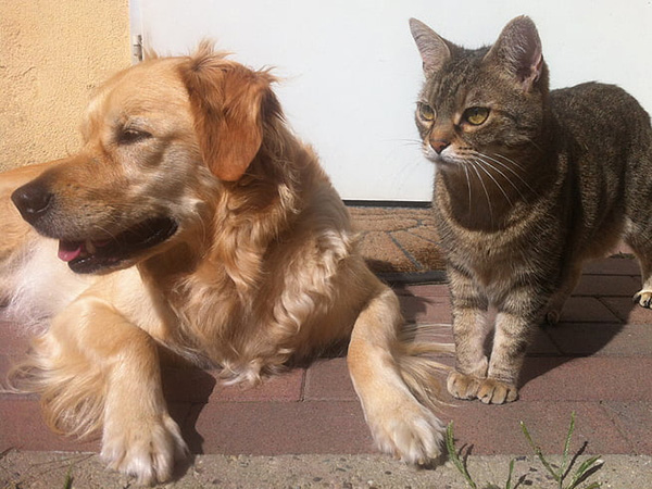 Common Causes of Stomach Problems in Pets