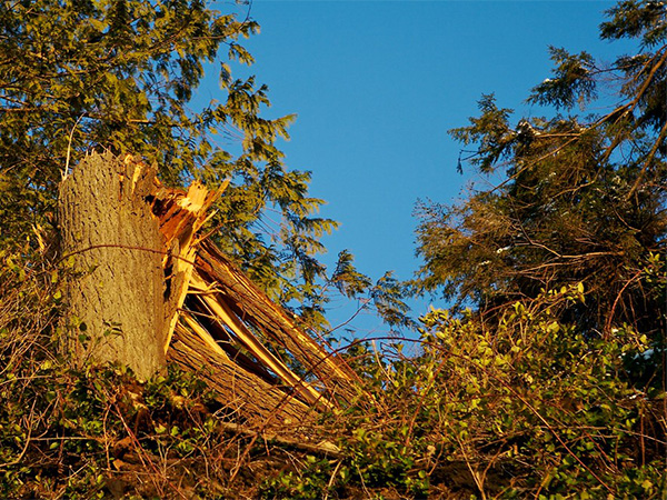 How to Safely Clean Up Storm-Damaged Trees and Help Them Recover
