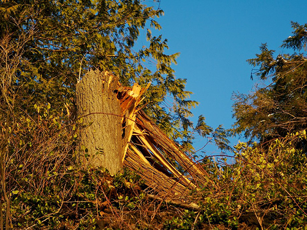 How to Help Storm-Damaged Trees: A Guide to Restoration and Recovery