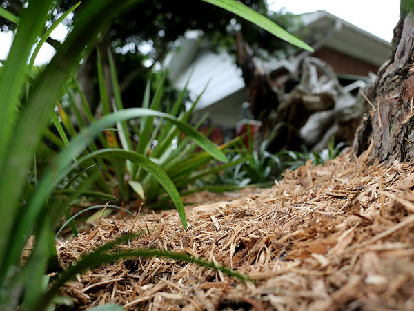 The Benefits of Straw Mulch: How to Use It for a Healthier, More Productive Garden