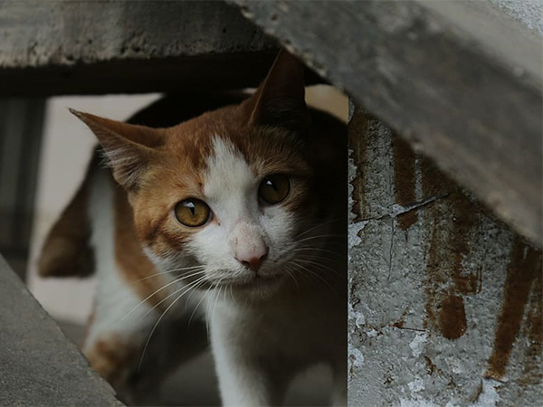 What to Do If You Find a Stray Cat: A Humane Step-by-Step Guide