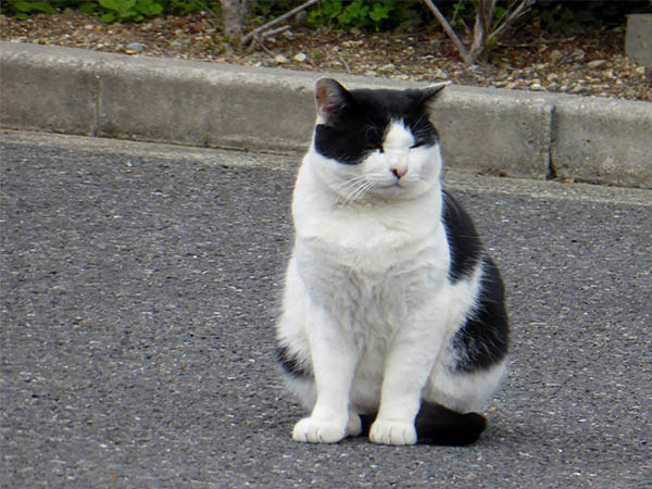 How to Help a Stray Cat Safely and Compassionately