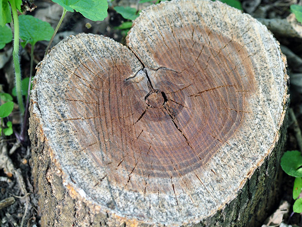 Unearthing the Benefits: Stump Grinding After Tree Removal