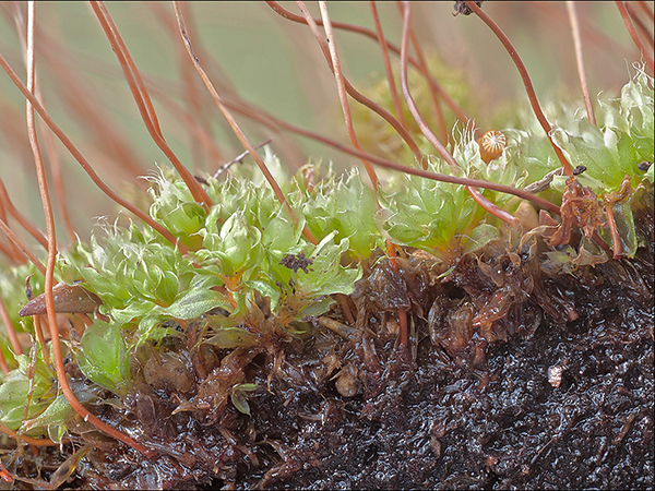 How Substratum Soil and Bedrock Affect Your Garden’s Health and Growth