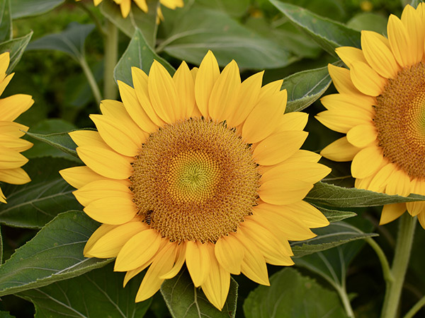 12 Best Flowers to Grow from Seeds and How to Start Them