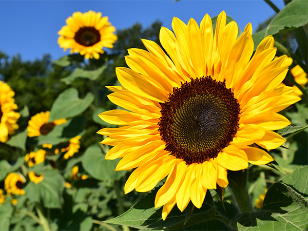 Growing Sunflowers: A Complete Guide to Planting, Caring for, and Harvesting Seeds