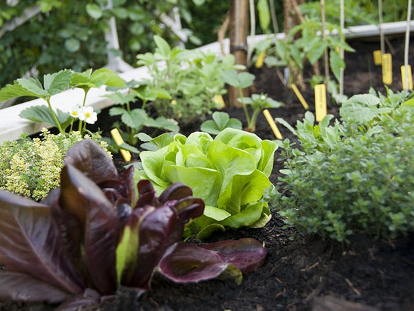 How to Grow a Thriving Survival Garden for Long-Term Self-Sufficiency