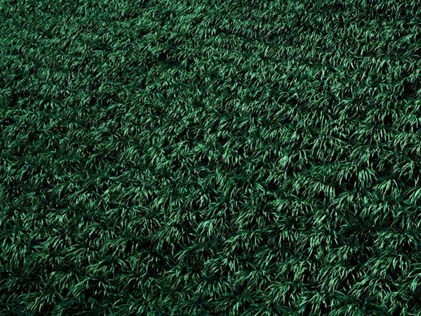 Choosing Between Natural and Synthetic Carpeting