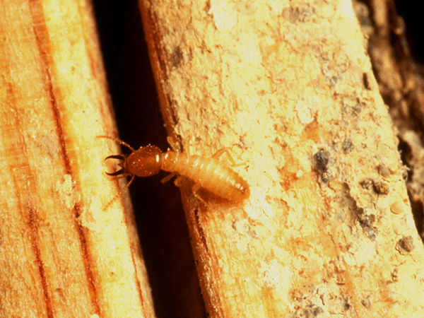 Insects and Rodents that are Damaging Your Home