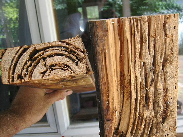 How to Identify Termite Droppings Before Serious Damage Occurs