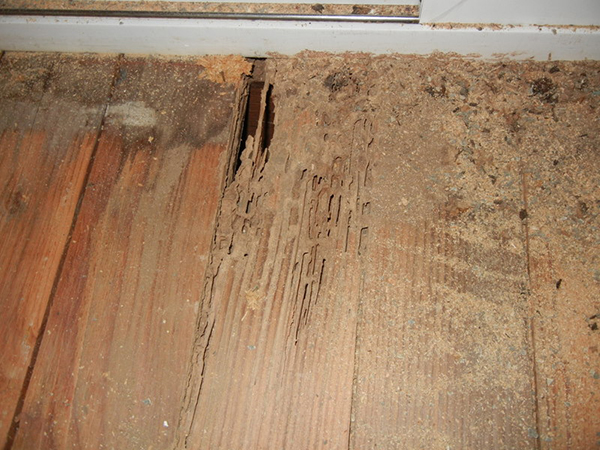How Pests Can Damage Your Home’s Structure and What You Can Do About It