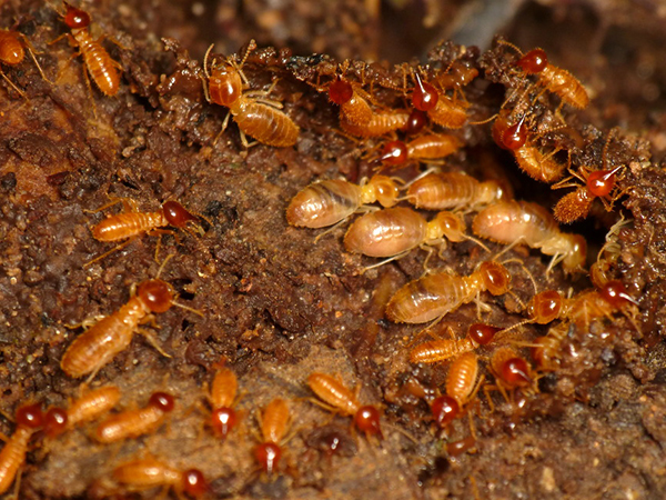 Destructive Household Pests: How to Protect Your Home from Costly Damage