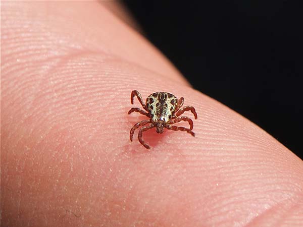 Tips for Removing a Tick from Your Pet