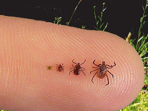 The Types of Tick Illnesses that Your Pet Can Get