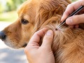 How to Safely Remove a Tick from Your Pet