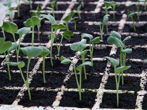 Transplanting Seedlings Outdoors: A Step-by-Step Guide for a Healthy, Thriving Garden