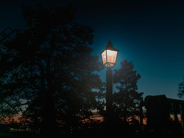 The Impact of Artificial Light at Night on Trees and Ecosystems