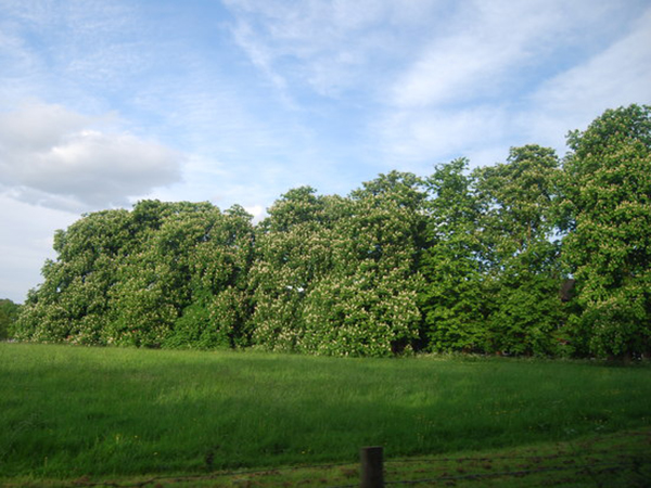 Harnessing Nature's Design: Creating Natural Barriers with Strategic Tree Pruning