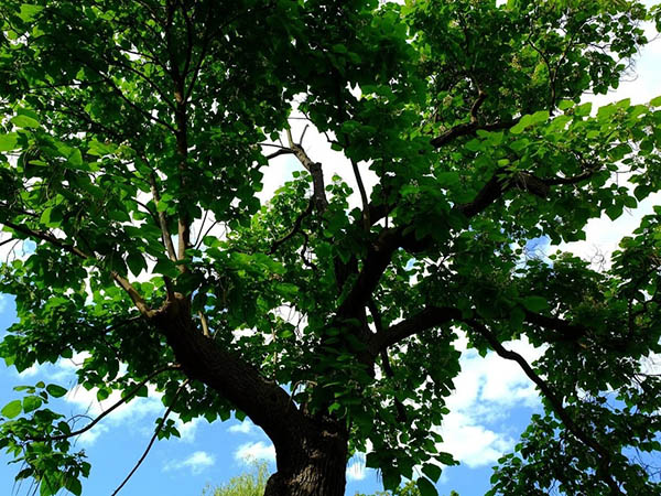 The Importance of Crown Reduction: Enhancing Tree Health, Safety, and Longevity