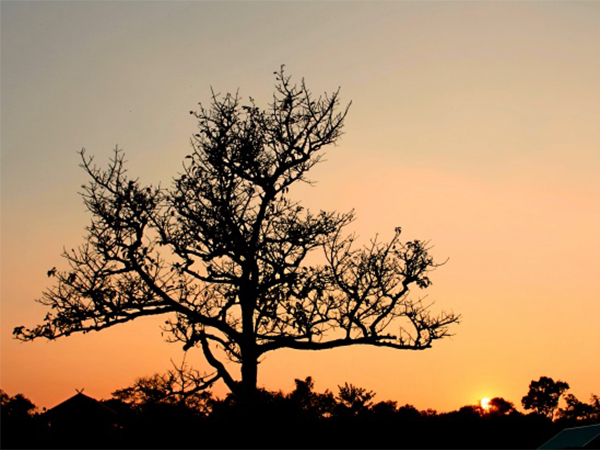 Common Tree Diseases and How to Treat Them: A Practical Guide for Healthy Landscapes